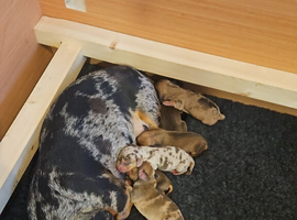 ***2 boys ready now**