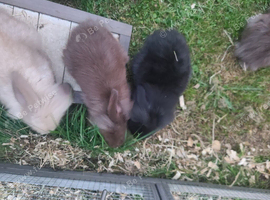 Baby rabbits ready now