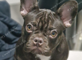 French bulldog brown and brindle and black 5months old