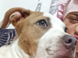 Staffy bitch