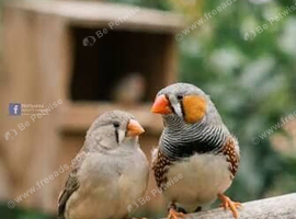Breeding pair with youngster