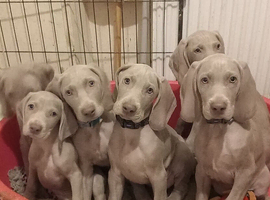 K c reg Weimaraner puppies