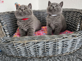 British Shorthair kittens
