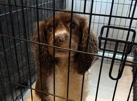 Rehome cocker spaniel Nancy