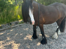 9 year old cob mare for sale
