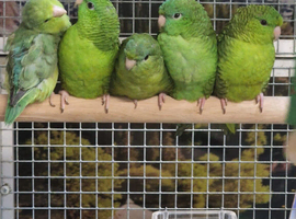 Stunning Lineolated Parakeets
