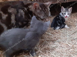 Pretty colour Kittens for sale