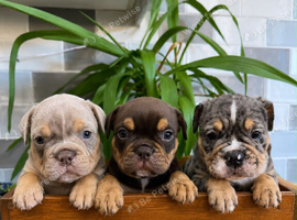 Healthy happy English bulldog