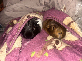 2 GUINEA PIGS FOR SALE