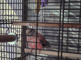 Bourke parakeet