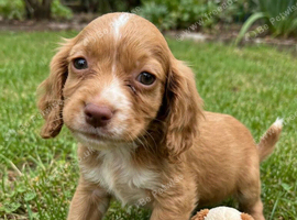 Exceptional cocker spaniels