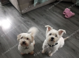 Male maltease/shitzu & Female Westie /maltease