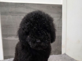 Poodle puppies