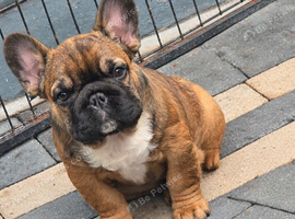 Fluffy kc reg french bulldog