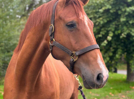 Lovely Irish Sports Horse Gelding