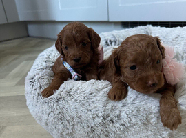 Tiny Asian style maltipoo puppies avalible