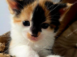 Kittens for sale