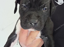 American Bulldog old tipe