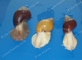 ALBINO, JADE & NORMAL GIANT AFRICAN LAND SNAILS