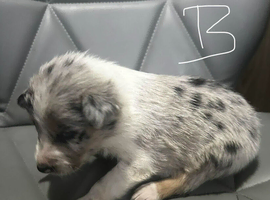 Collie puppy ready now