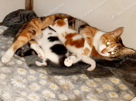 Gorgeous Kittens available soon!