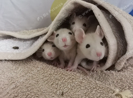2 male Dwarf rats