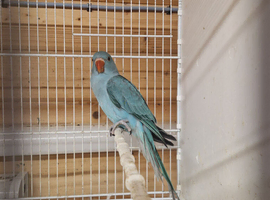 Indian ringneck 10 weeks old