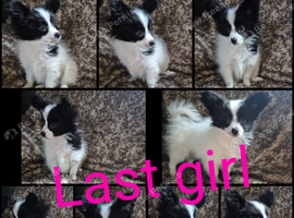 Papillon puppies