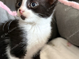 2 male black and white 8 week old kittens
