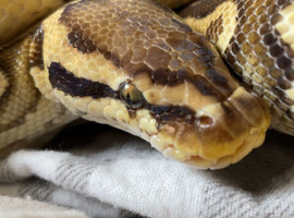 Ball pythons for new home/s