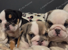 Beautiful kc English bulldogs