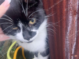 Beautiful 8 year old cat for rehoming