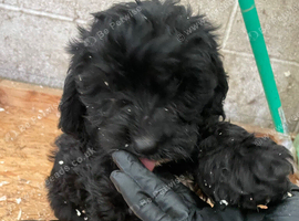 Sproodle Girl Puppy