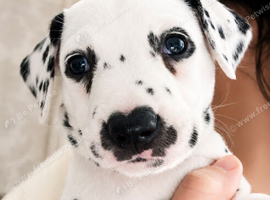 2 Dalmatian girls left looking for forever home