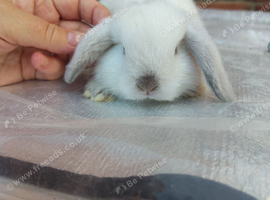 Mini lop babies