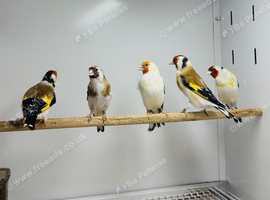 Siberian goldfinch