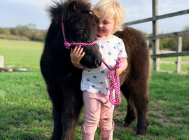 Lovely sweet registered Shetland