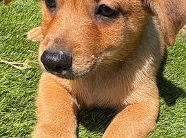 Pom/ cross sausage