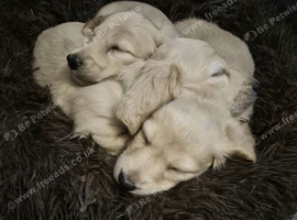 Gorgeous Creamy Miniature Dachshund puppies available.
