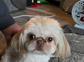 Imperial Shihtzu Female