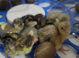 Cute button quail chicks
