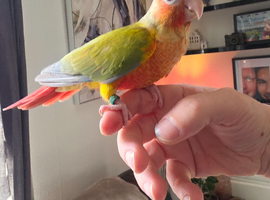 Red Factor handreared Conures! &pound;325 ono