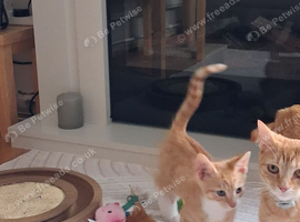 Boy ginger