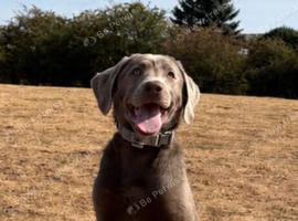 Labrador puppy 4 months old silver