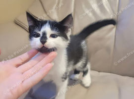 10 weeks old kittens ready to go