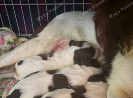 English springer spaniel pups