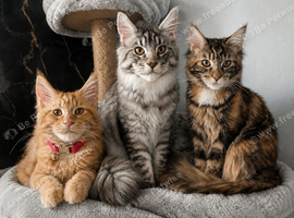 Maine coon kittens