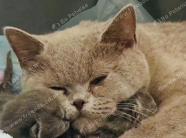 Kitten