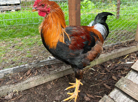 Rehoming welsummer cockerel hatched 17/04