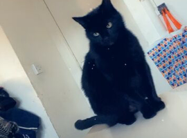 Black short haired cat